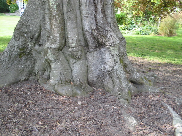 Baum in Hambledon
